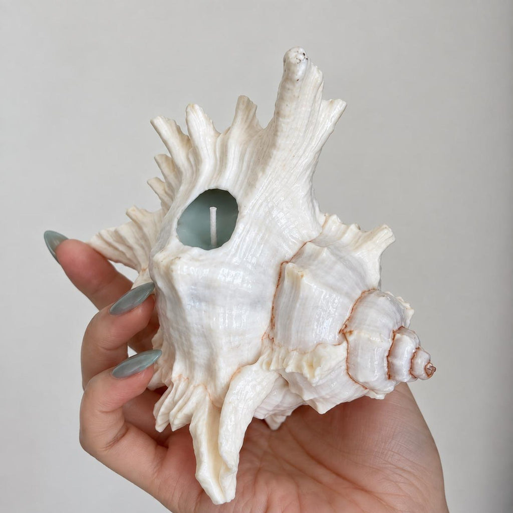 Rear of the Verdant Gaze shell candle holder held in a hand, showing the green-wax candle well.