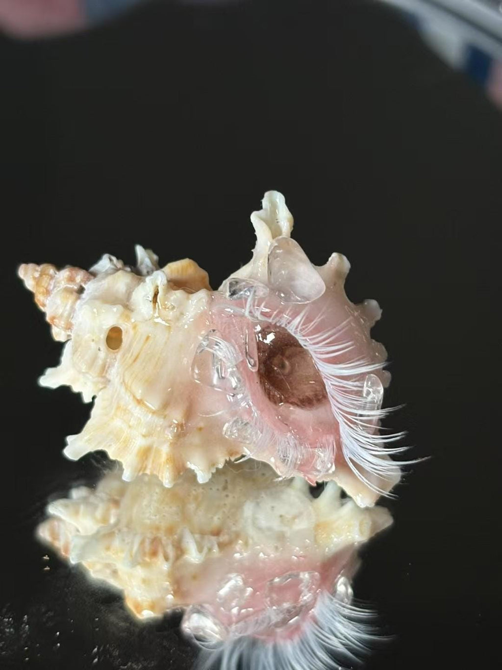 Pale pink-eyed shell sculpture with pearl-like accents reflected in a mirrored surface.